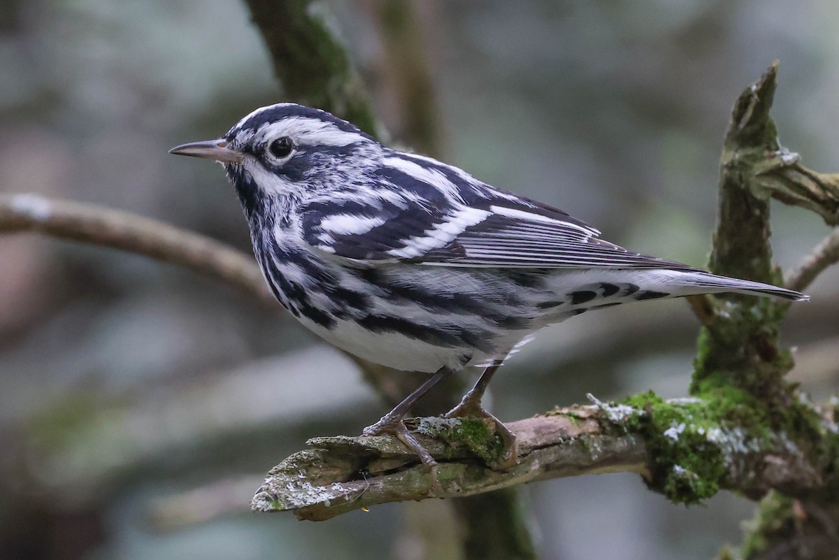 Black-and-white Warbler - ML422319131