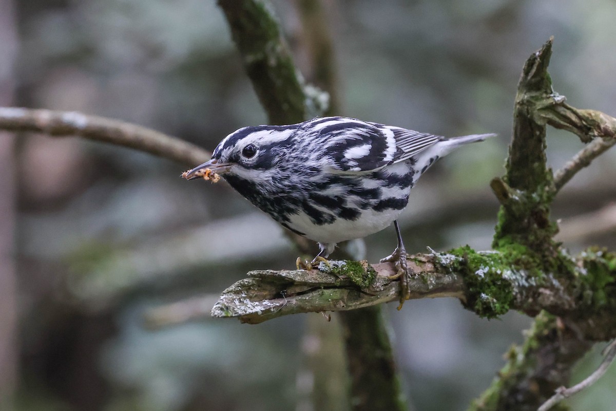 Black-and-white Warbler - ML422319141