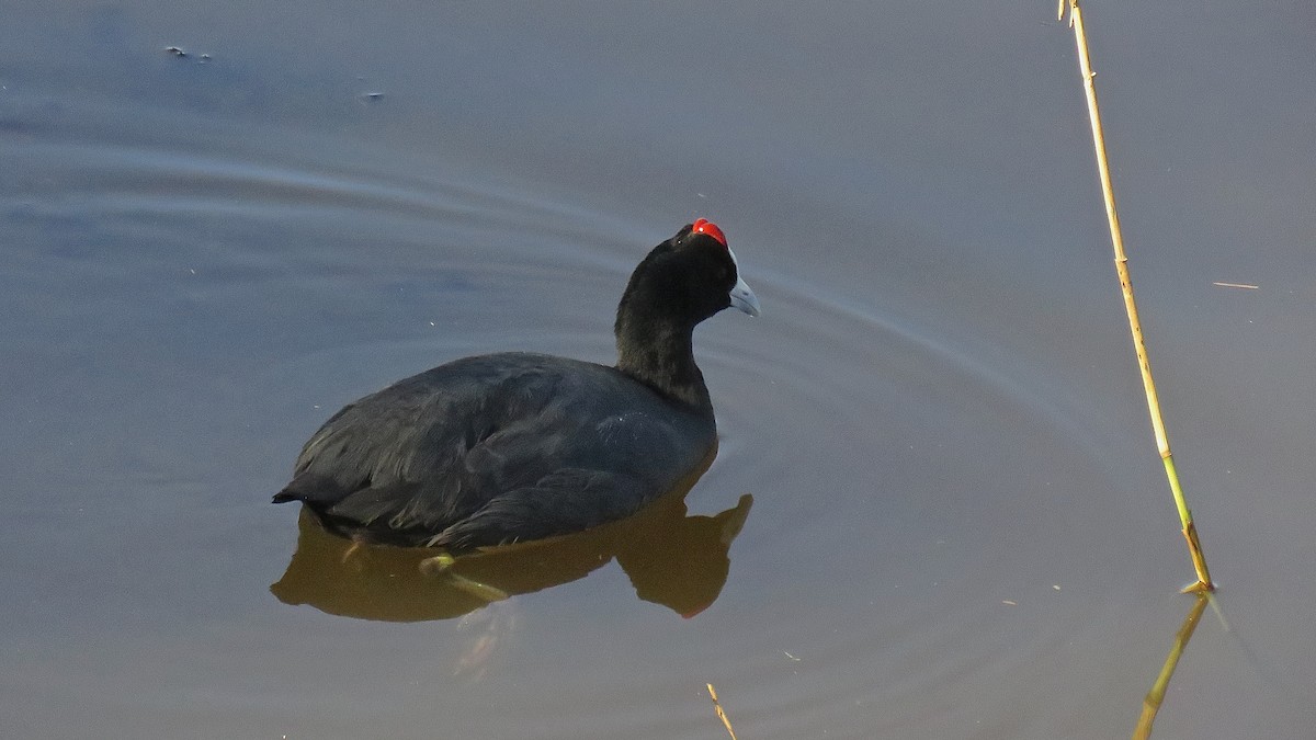 Red-knobbed Coot - ML422324251
