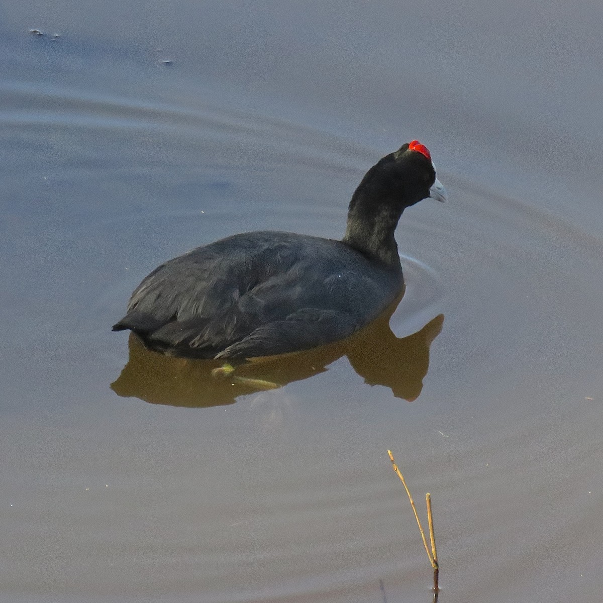 Red-knobbed Coot - ML422324271