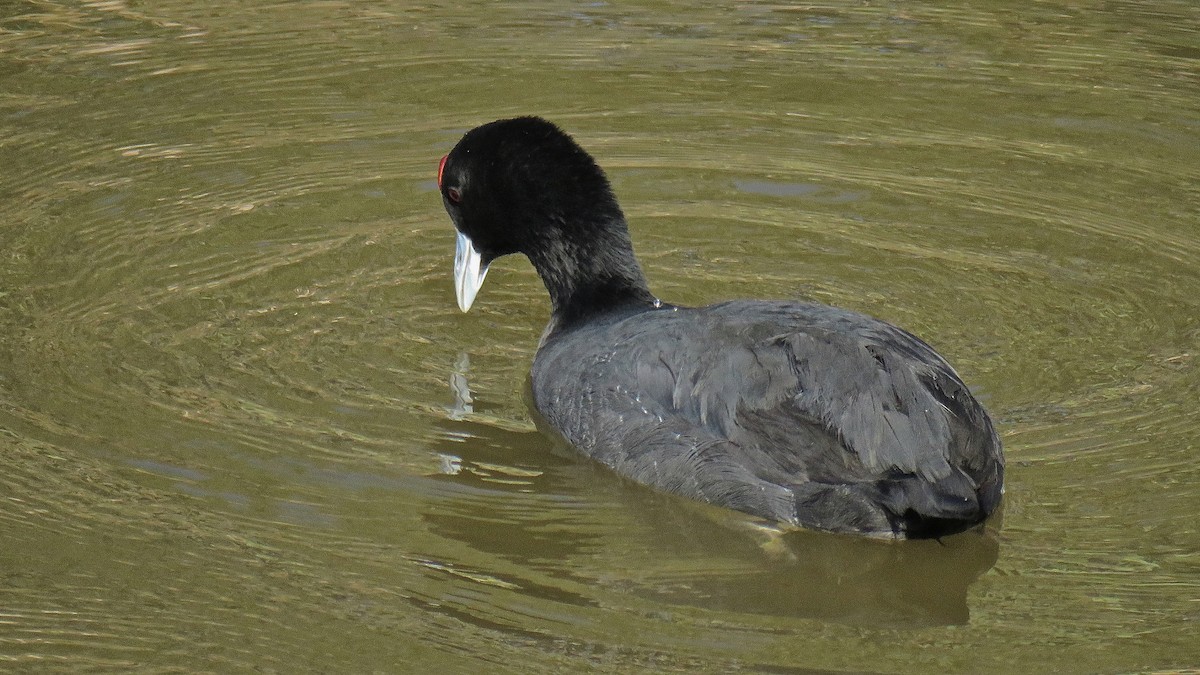 Red-knobbed Coot - ML422324341