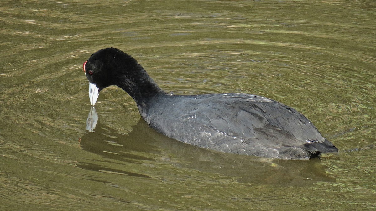 Red-knobbed Coot - ML422324381