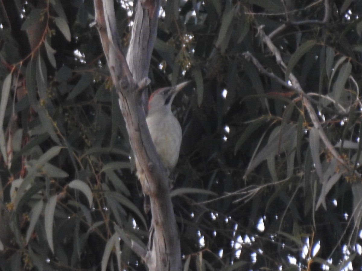 Iberian Green Woodpecker - ML422325491