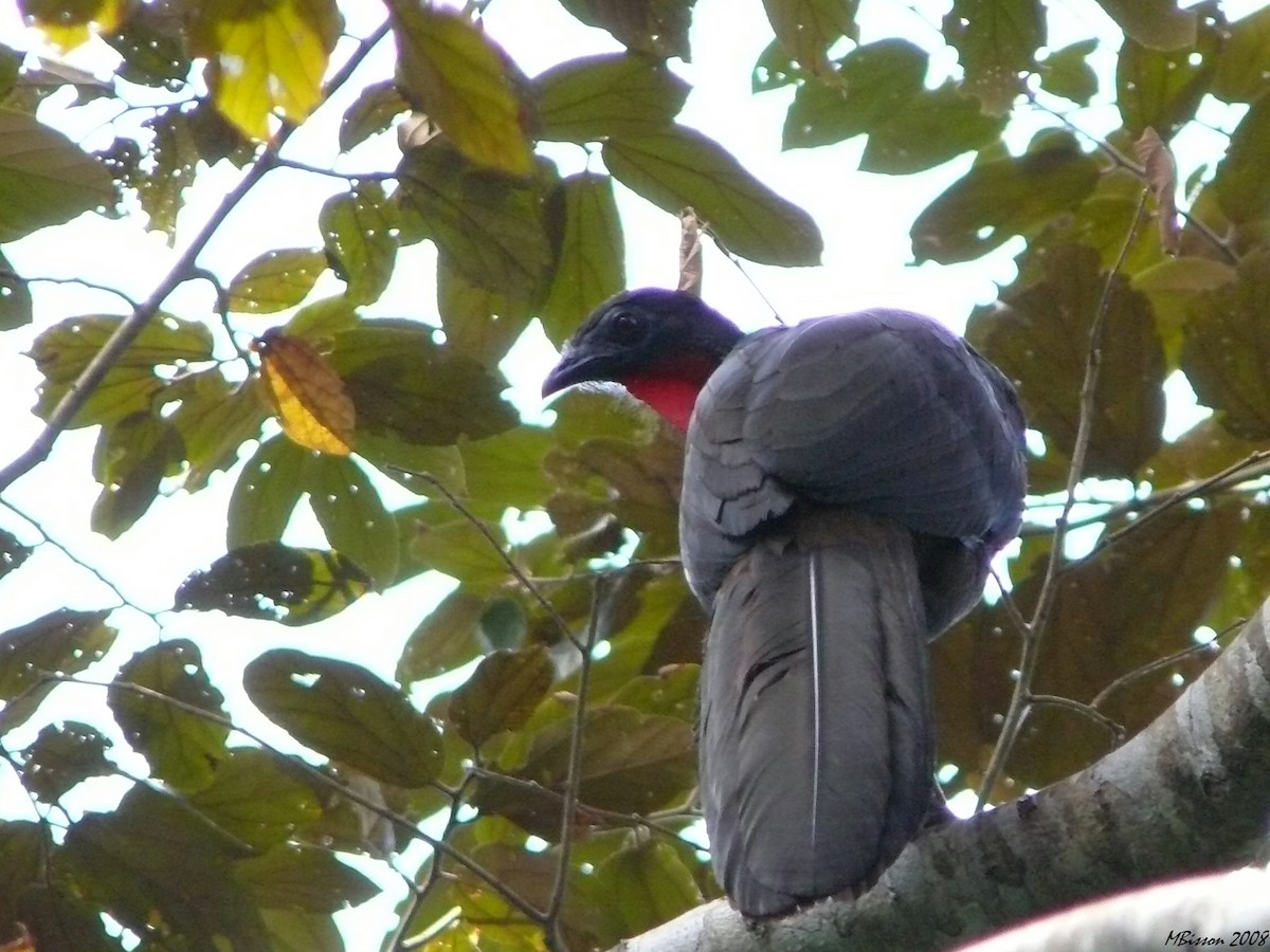 Crested Guan - ML42232571