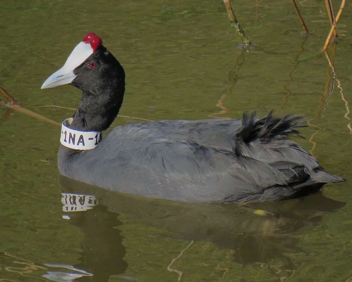 Red-knobbed Coot - ML422326021