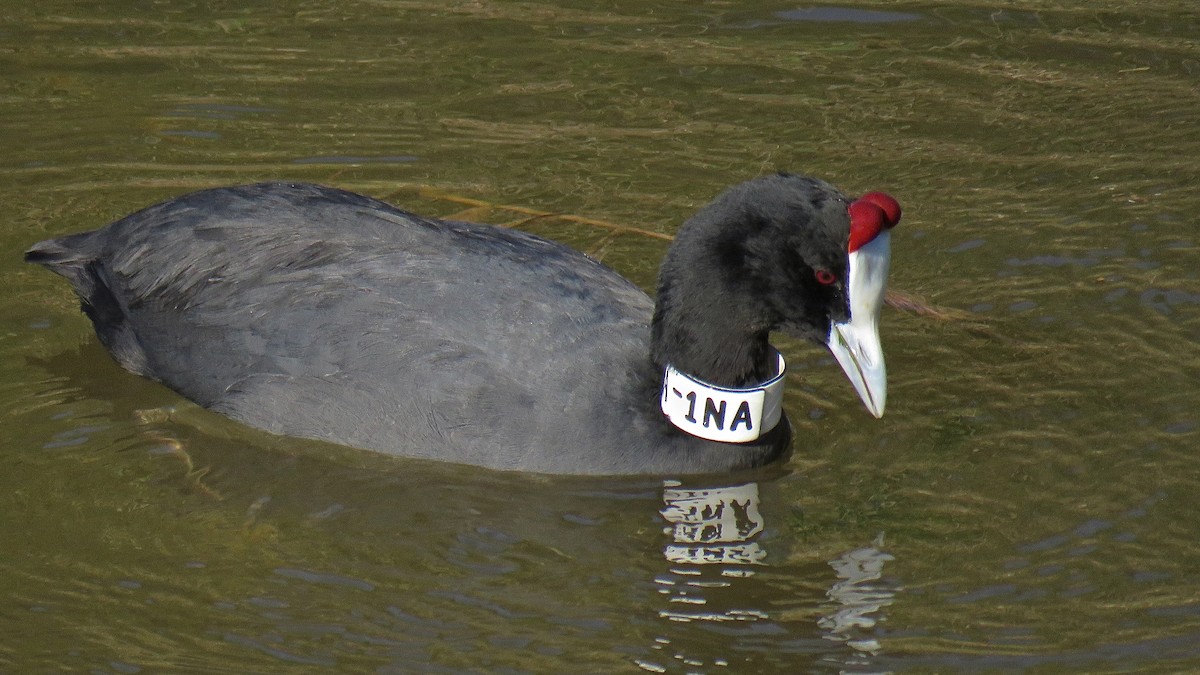 Red-knobbed Coot - ML422326041