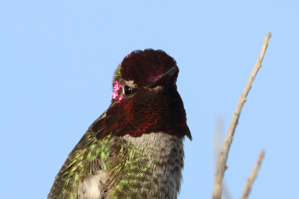 Anna's Hummingbird - ML422331201
