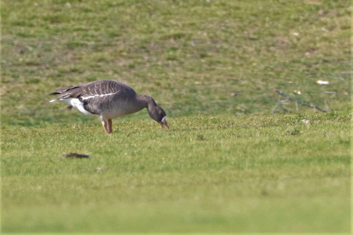 Greater White-fronted Goose (Western) - ML422345361