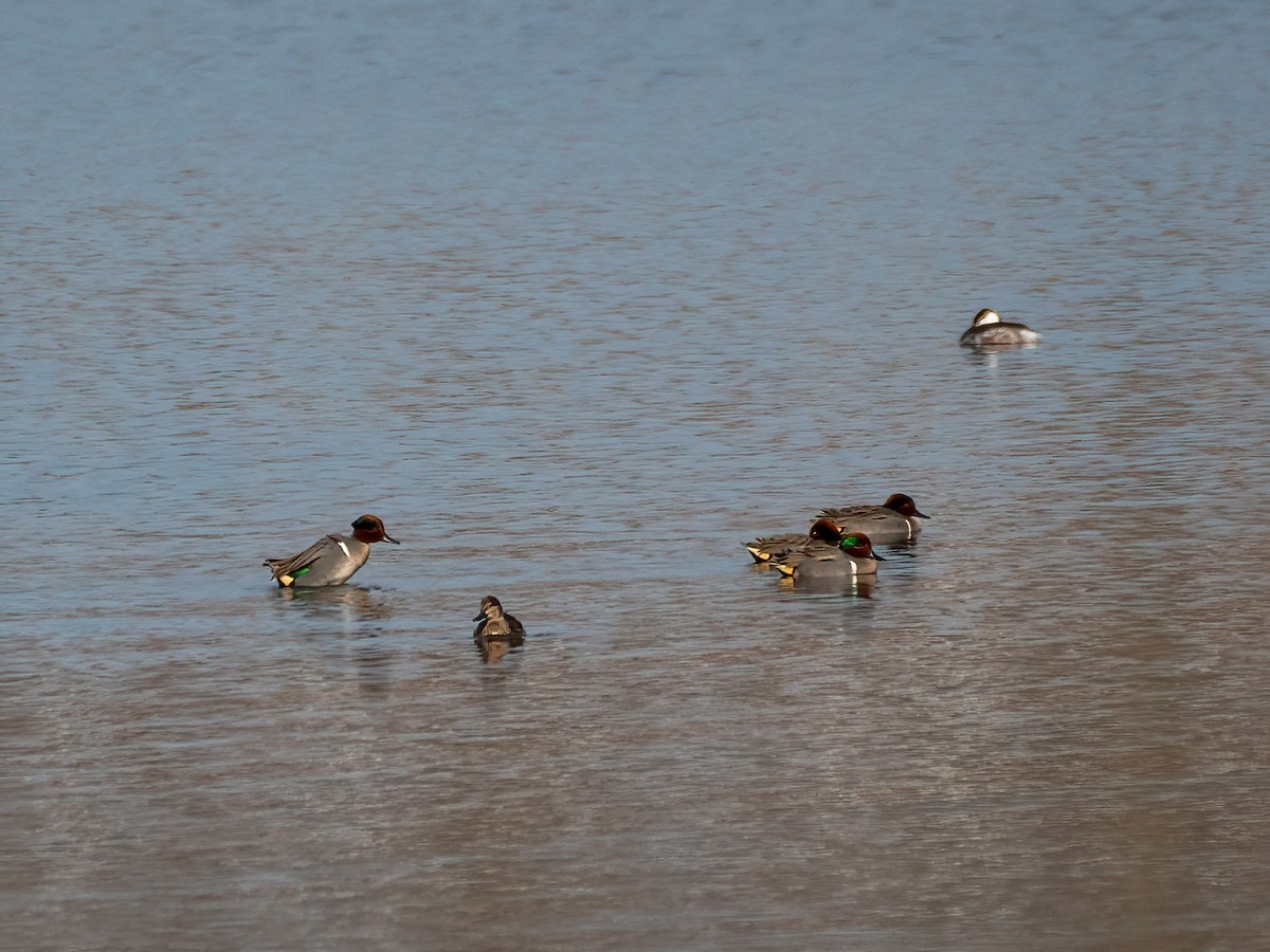 Green-winged Teal - ML422346471