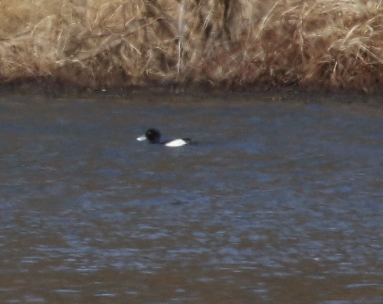 Tufted Duck - ML422350611