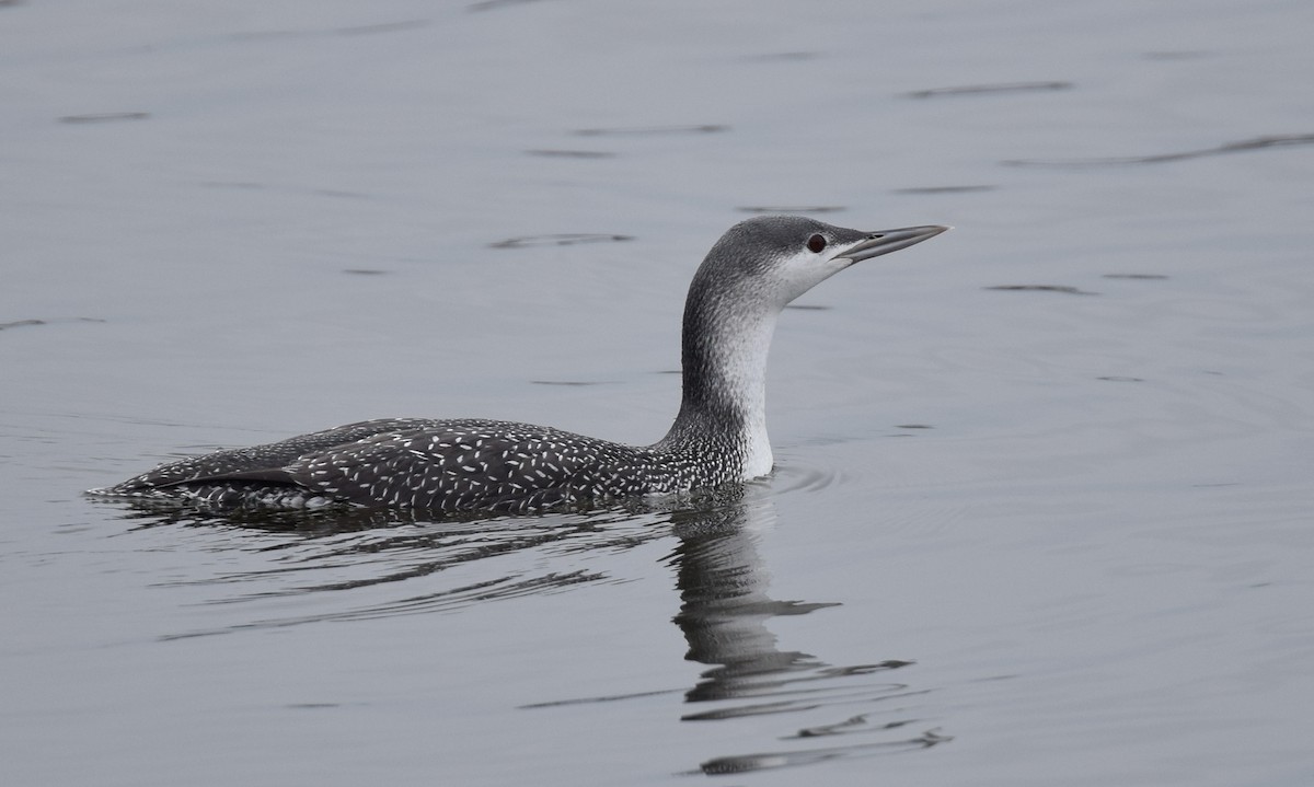 Red-throated Loon - Andy Reago &  Chrissy McClarren
