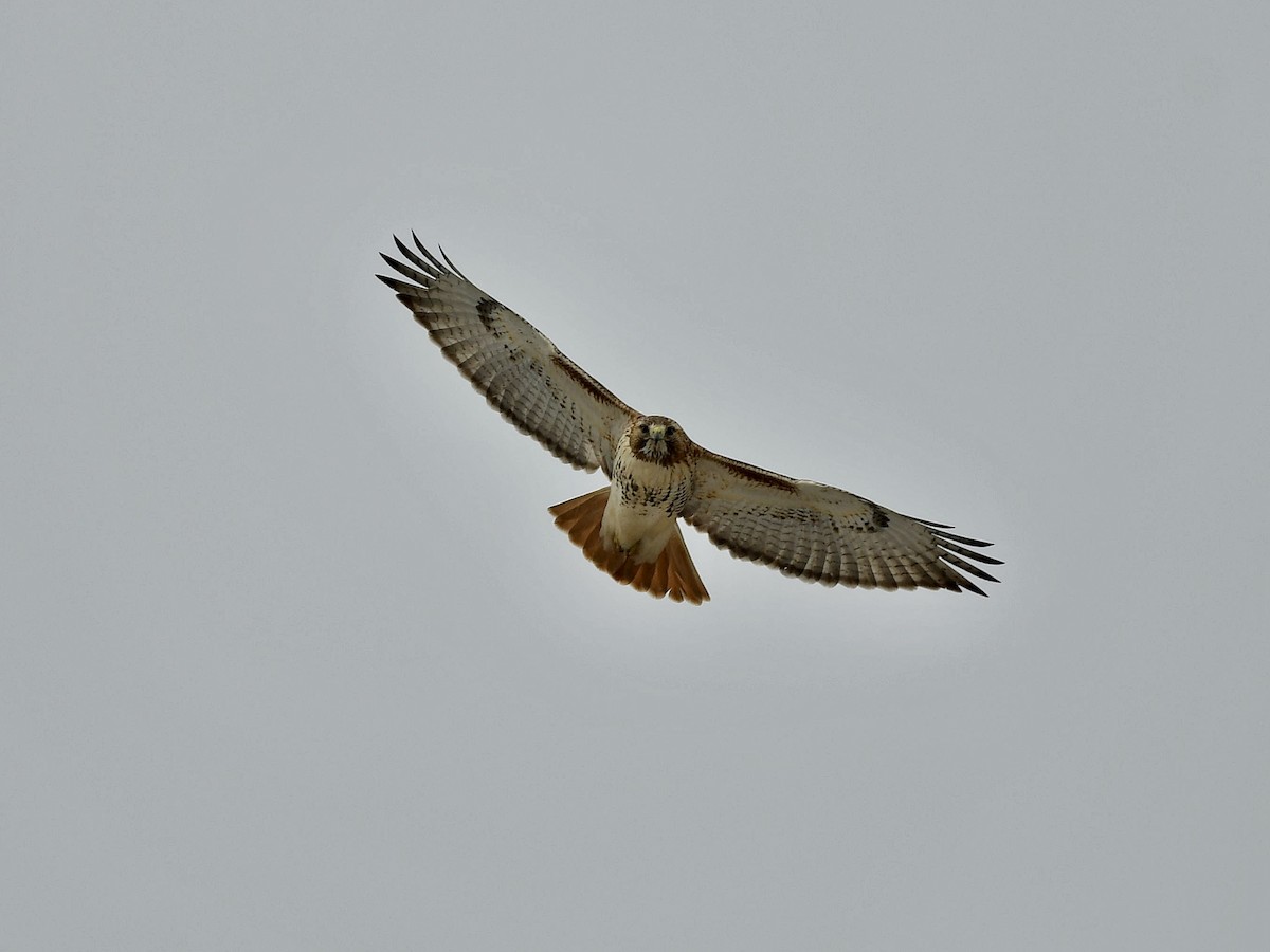Red-tailed Hawk - ML422357581