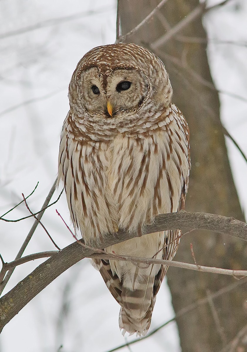 Barred Owl - Johanne Charette