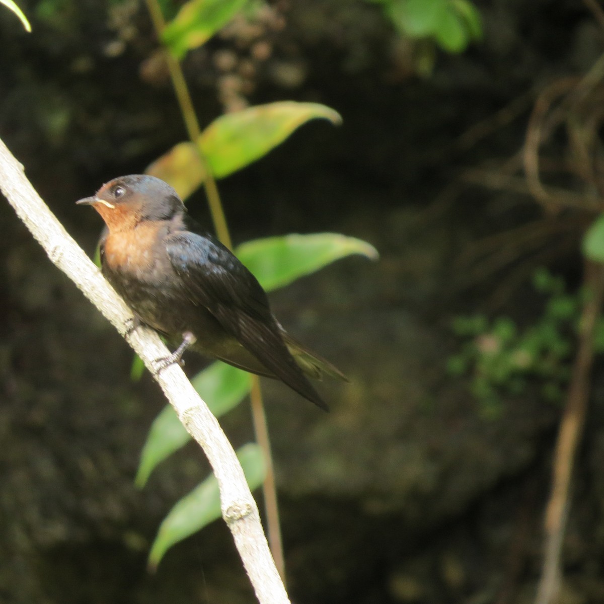 Pacific Swallow - ML42236071