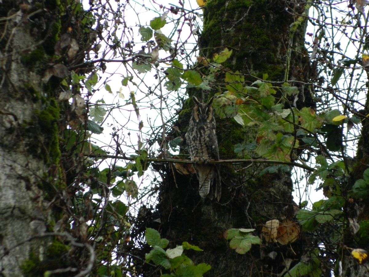 Long-eared Owl (American) - Zack Schlanger