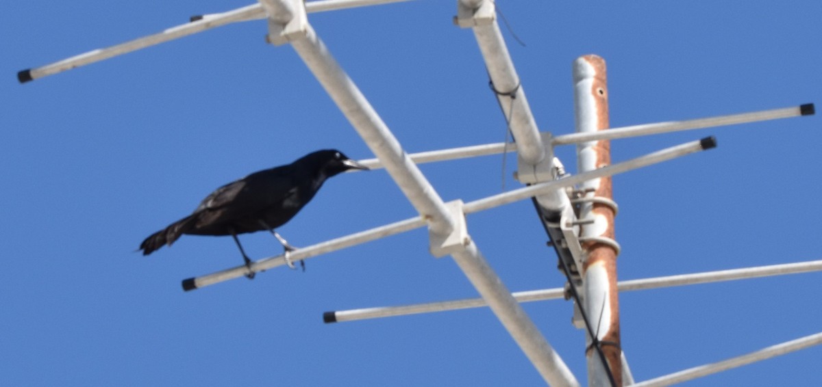 Boat-tailed Grackle - ML422360991