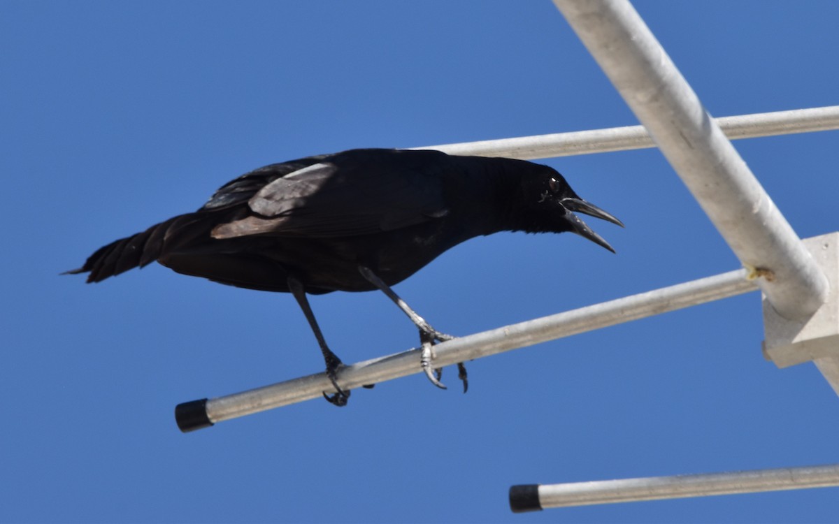 Boat-tailed Grackle - ML422361021