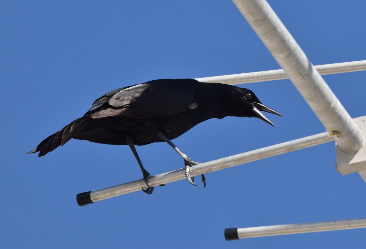 Boat-tailed Grackle - ML422361031