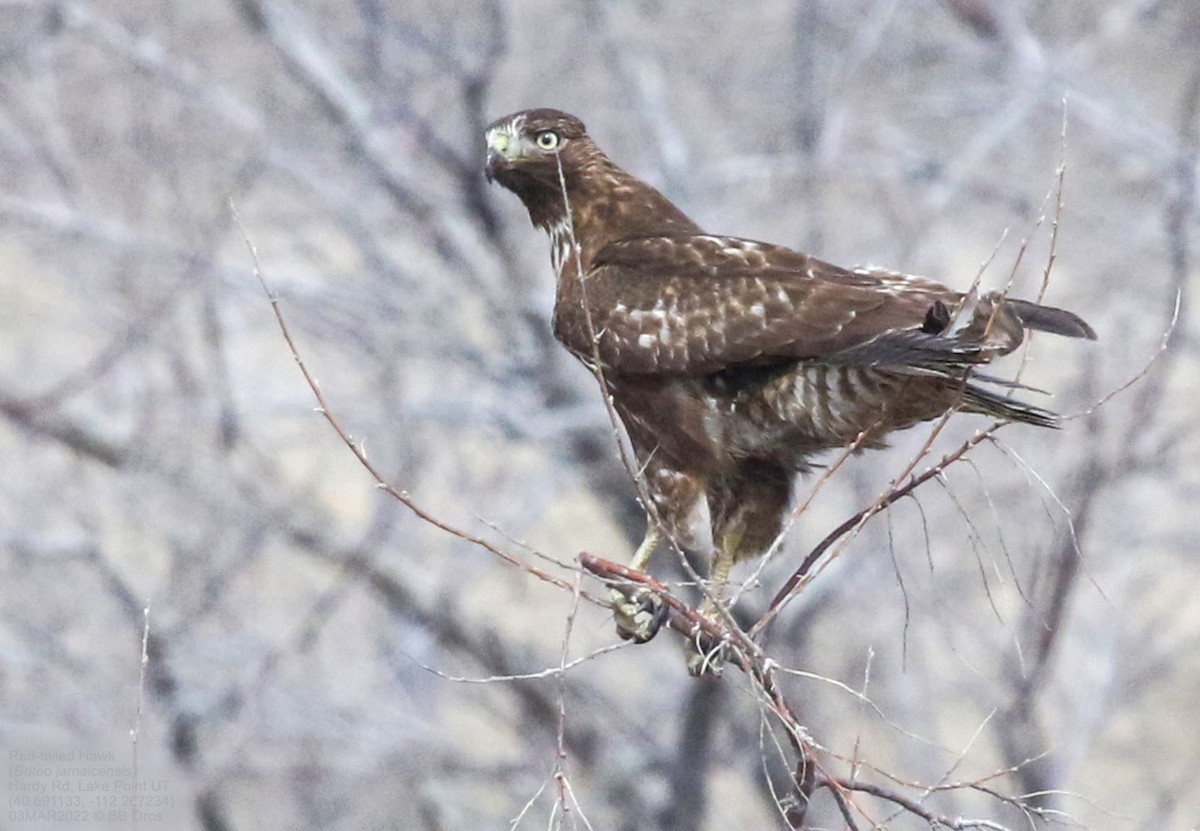 Red-tailed Hawk - ML422368551