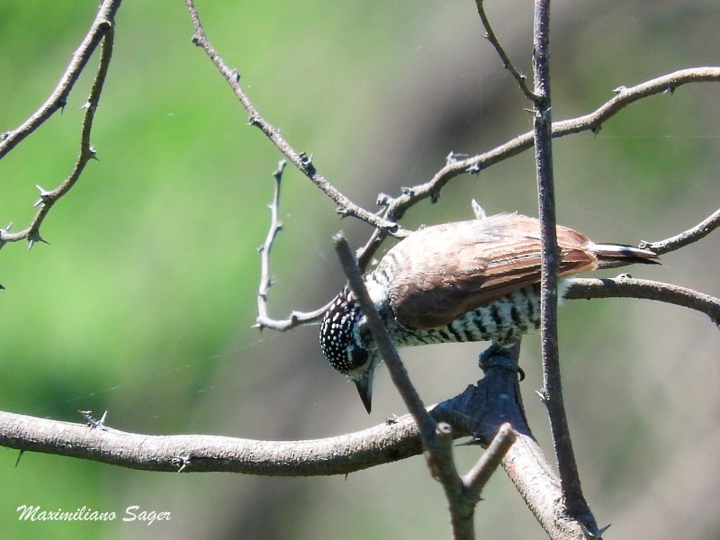 White-barred Piculet - ML42236881