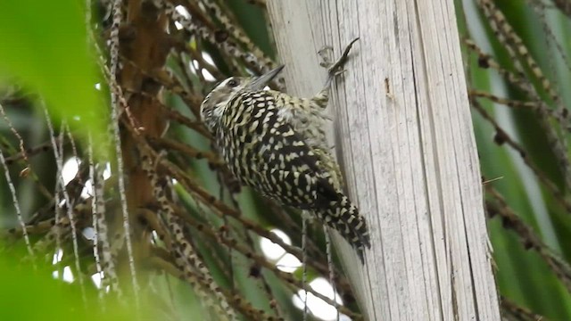 Checkered Woodpecker - ML422369801