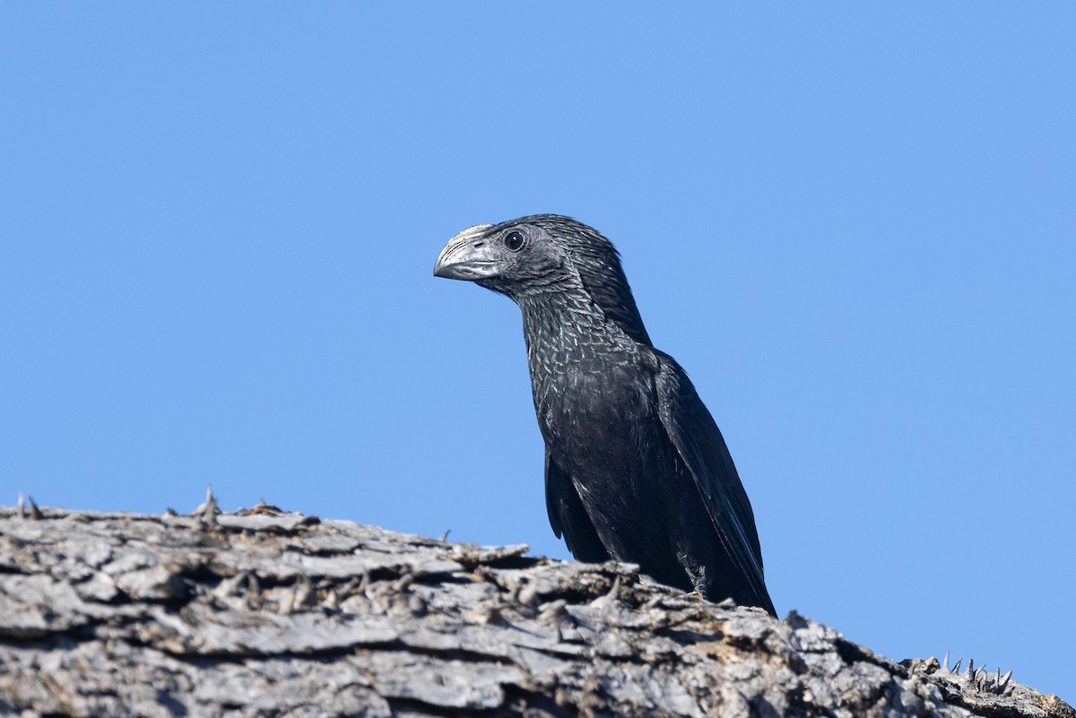 Groove-billed Ani - Michael Henry