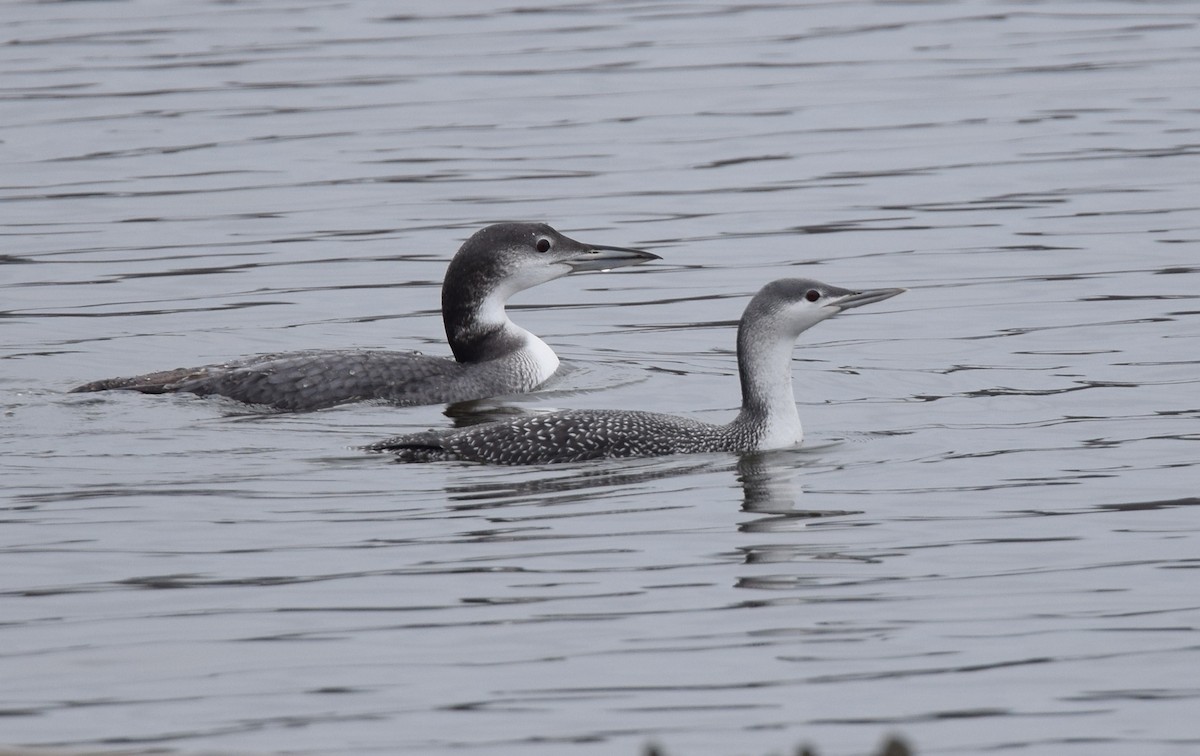 Red-throated Loon - ML42237231