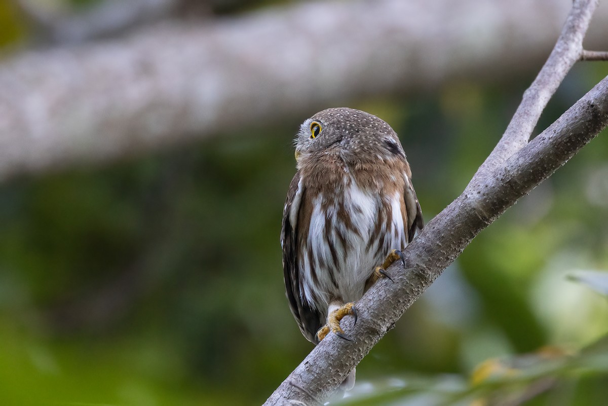 Colima Pygmy-Owl - ML422372551