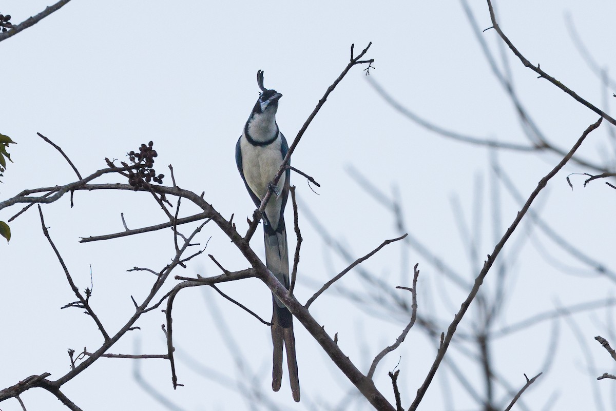White-throated Magpie-Jay - ML422373241