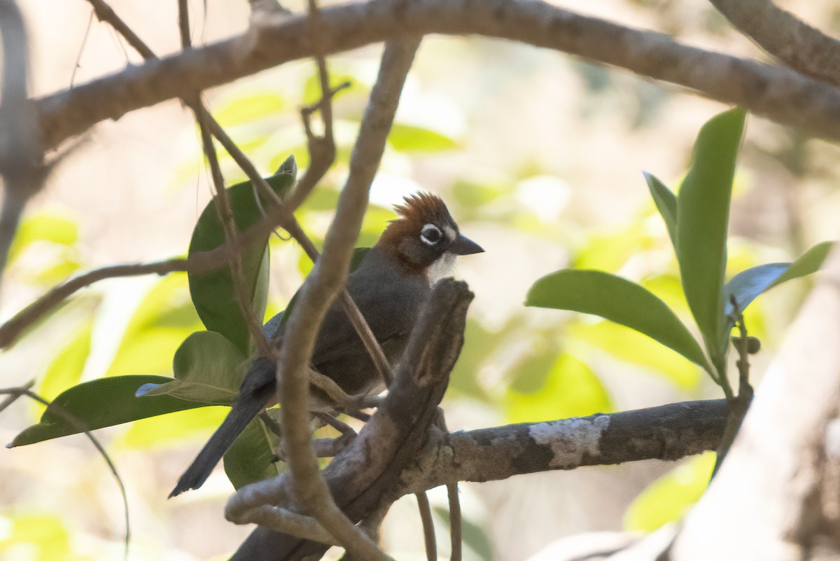 Rusty-crowned Ground-Sparrow - ML422373571