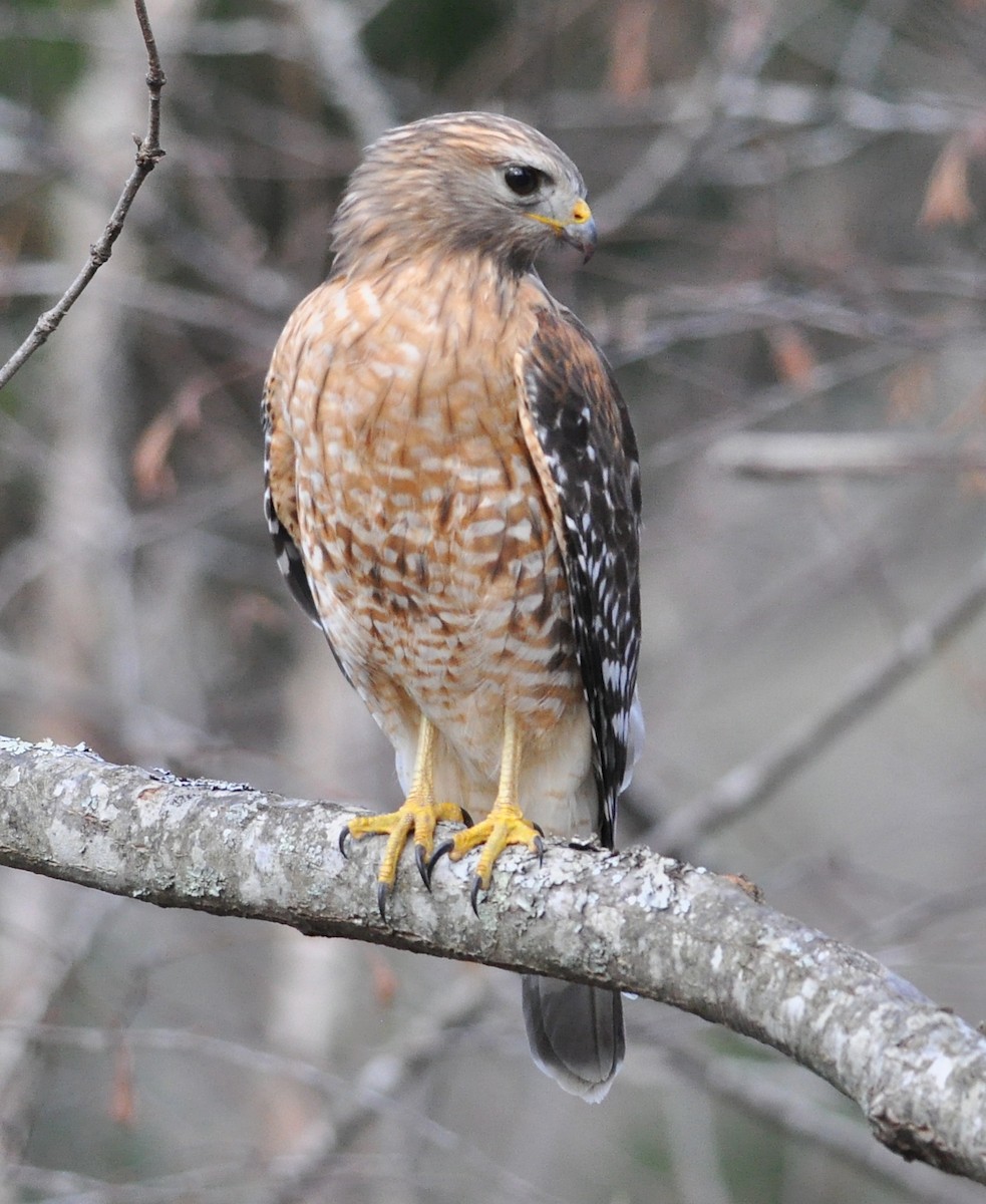 Red-shouldered Hawk (lineatus Group) - Jay Wherley