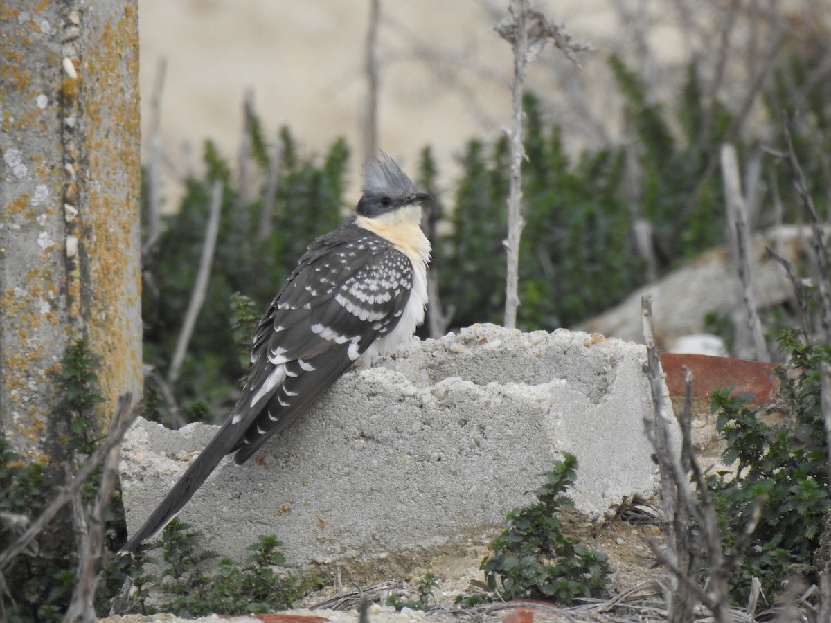 Great Spotted Cuckoo - ML422375211