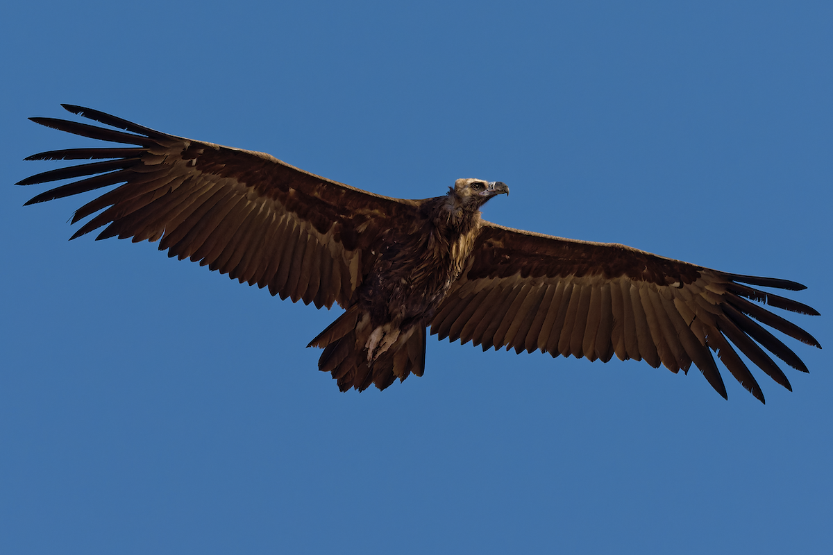 Cinereous Vulture - ML422375481