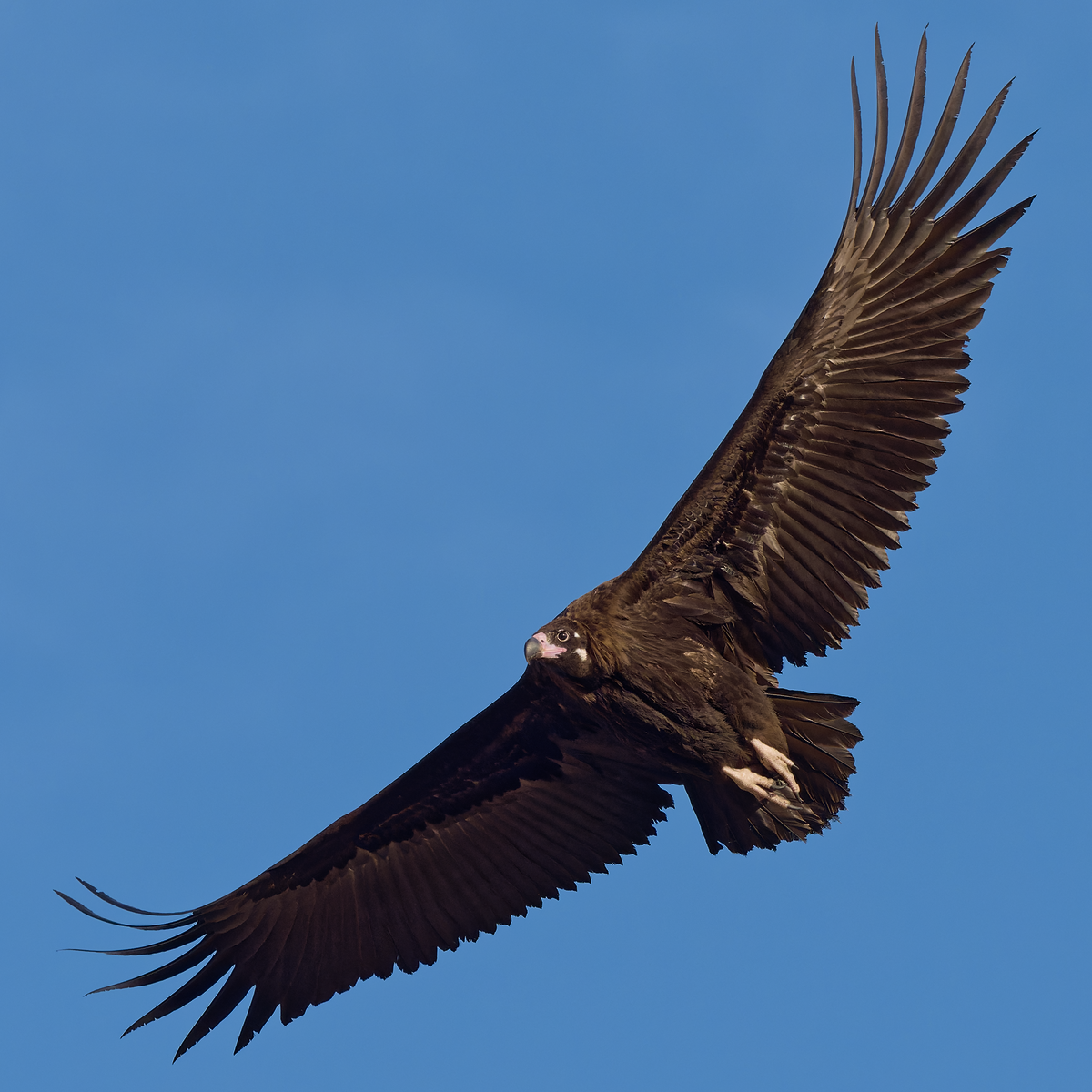 Cinereous Vulture - ML422375661