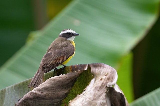 Rusty-margined Flycatcher