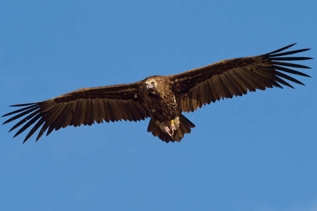 Cinereous Vulture - ML422377101