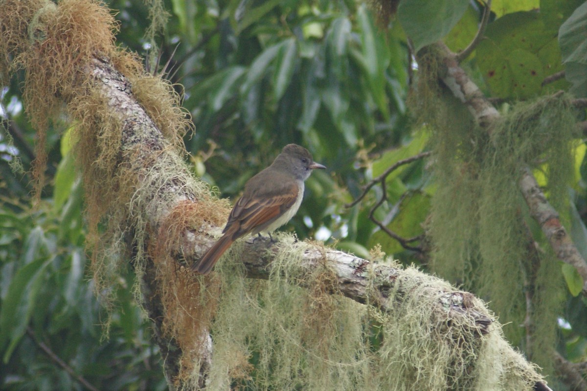 Rufous-tailed Flycatcher - Ethan Kistler