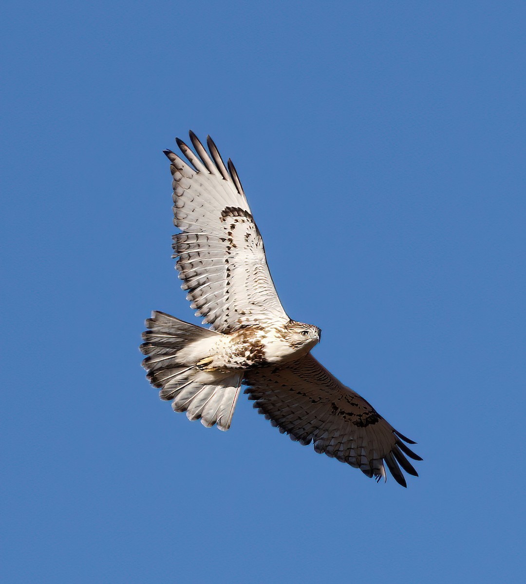 Red-tailed x Rough-legged Hawk (hybrid) - ML422379231