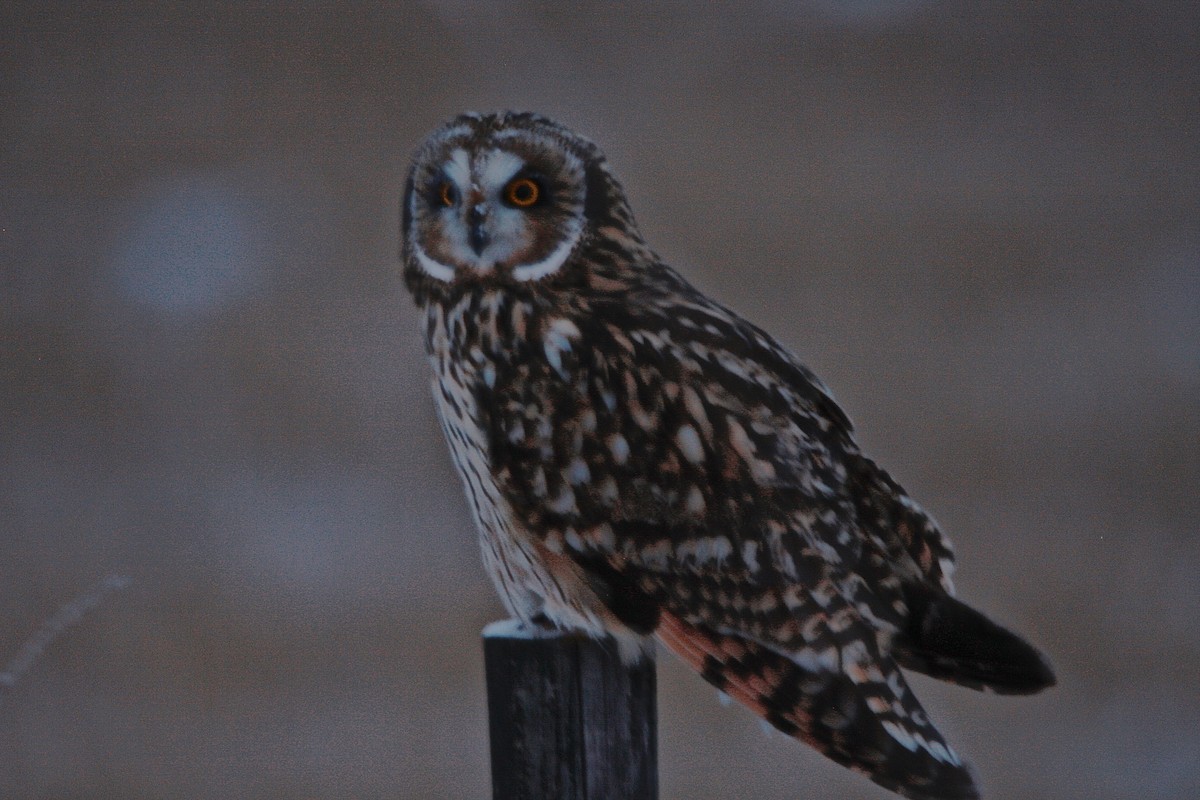 Short-eared Owl - Bob Bidney