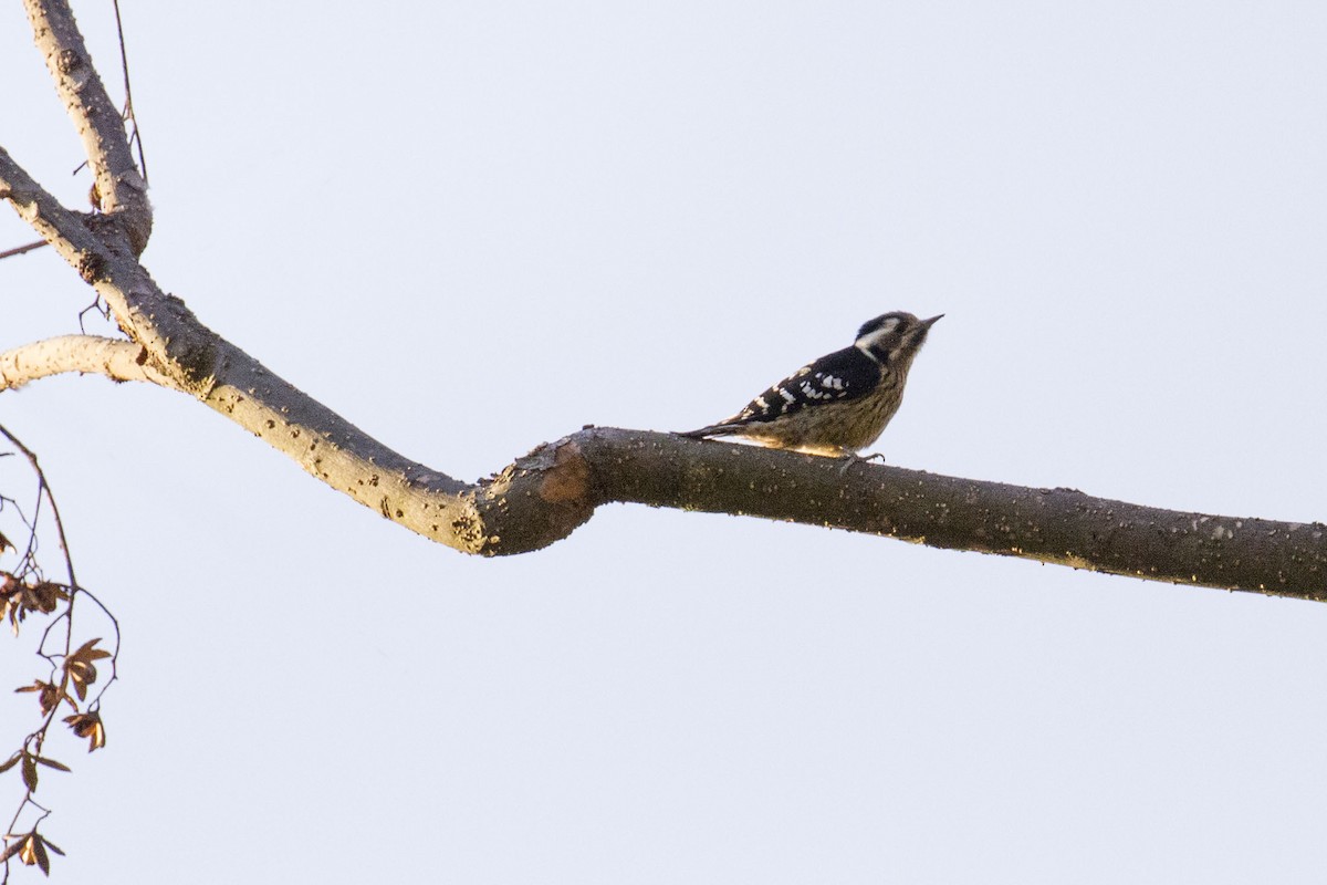 Gray-capped Pygmy Woodpecker - Kristof Zyskowski