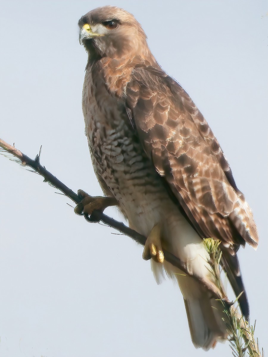 Red-tailed Hawk - ML422381861