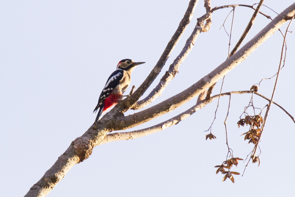 Great Spotted Woodpecker - Kristof Zyskowski