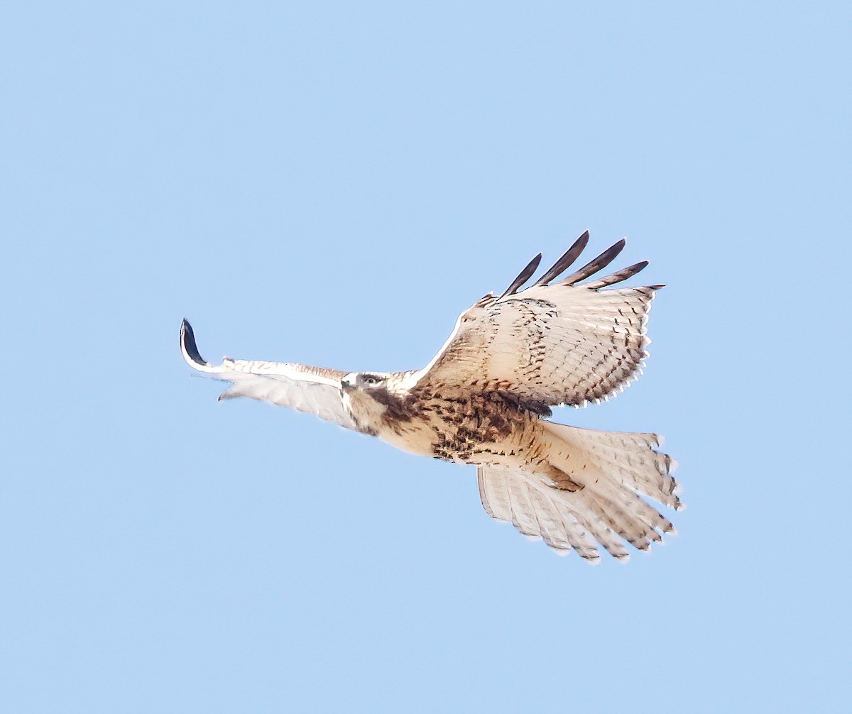 Red-tailed x Rough-legged Hawk (hybrid) - ML422383951