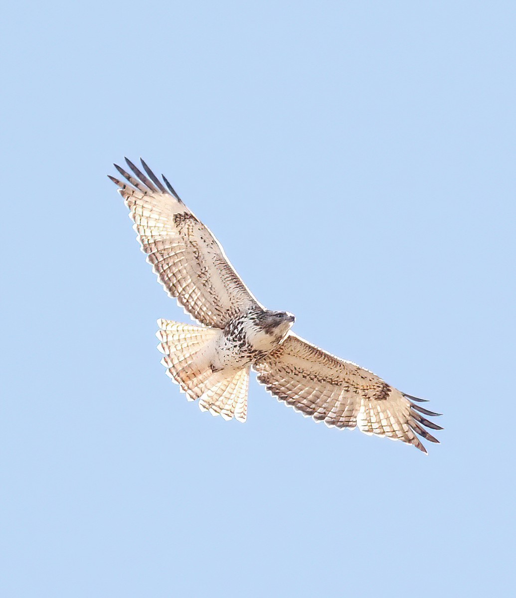 Red-tailed x Rough-legged Hawk (hybrid) - ML422383981