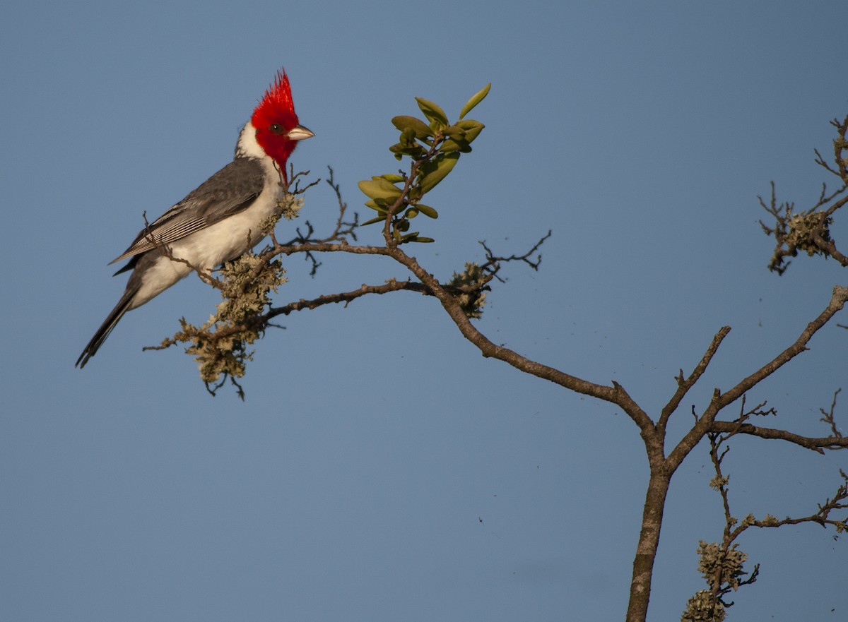 Red-crested Cardinal - Dominic Garcia-Hall