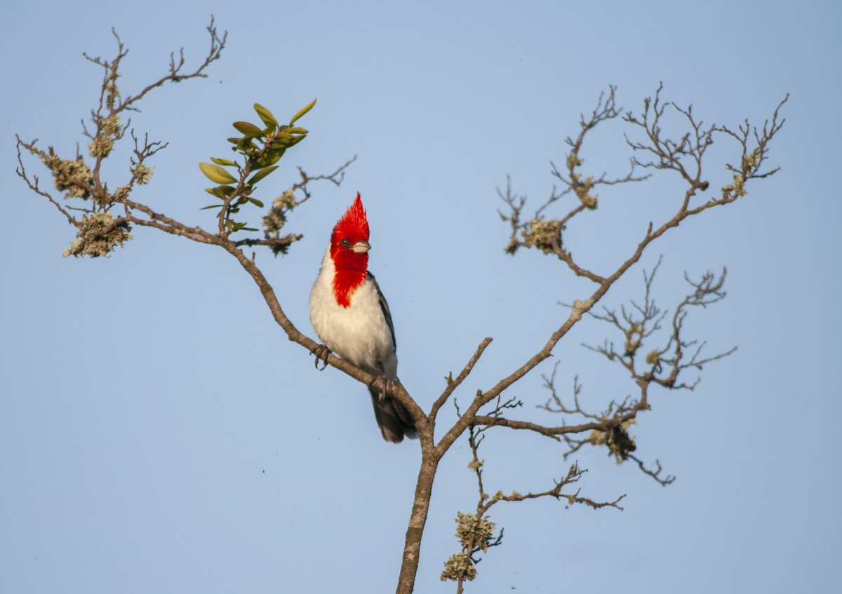 Red-crested Cardinal - Dominic Garcia-Hall
