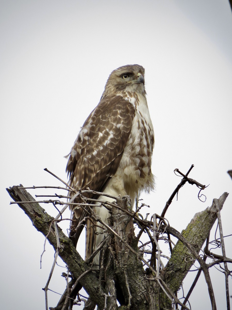 Red-tailed Hawk - ML422389781