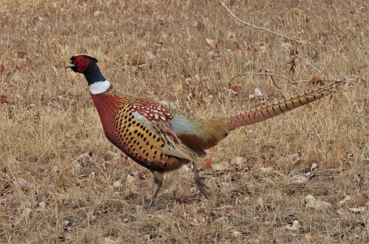 Ring-necked Pheasant - ML422390901