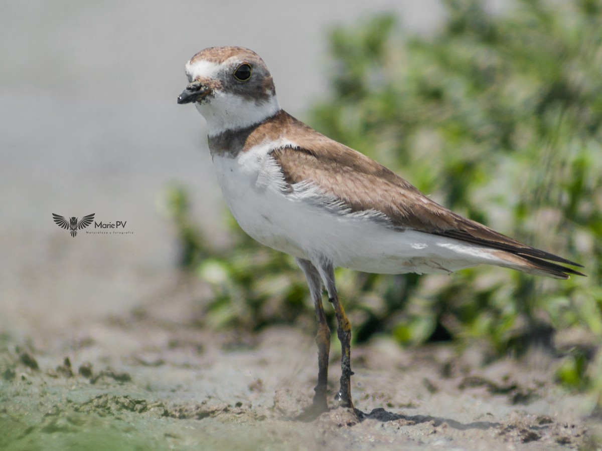 Semipalmated Plover - ML422402721