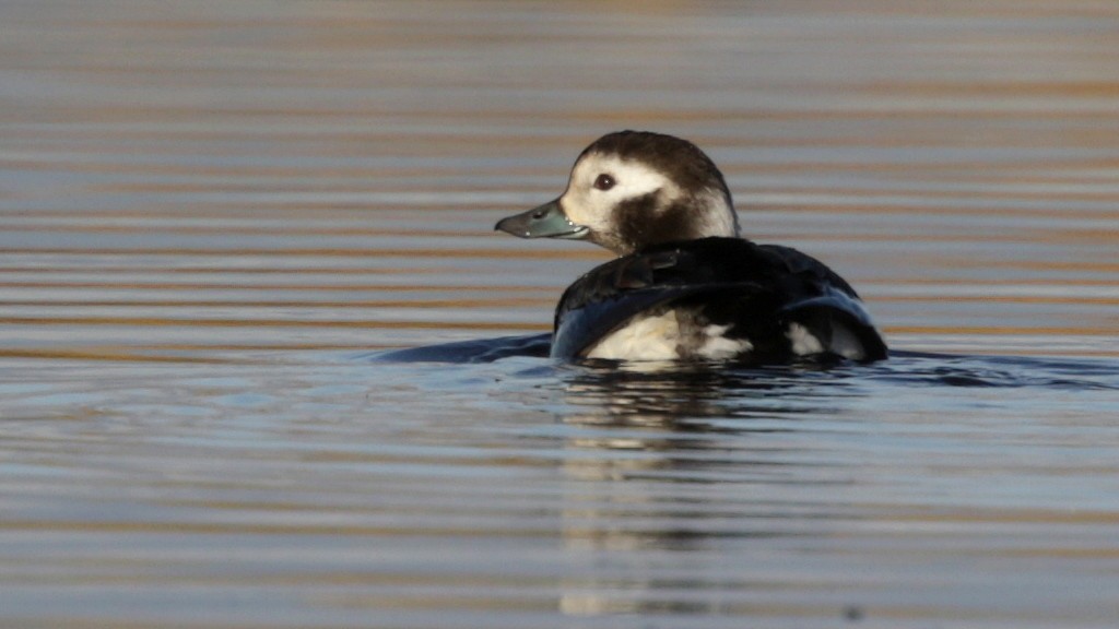 Long-tailed Duck - Mark Scheel